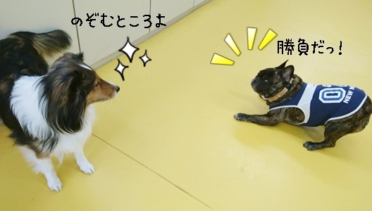 ボール遊び_f0357682_12032914.jpg
