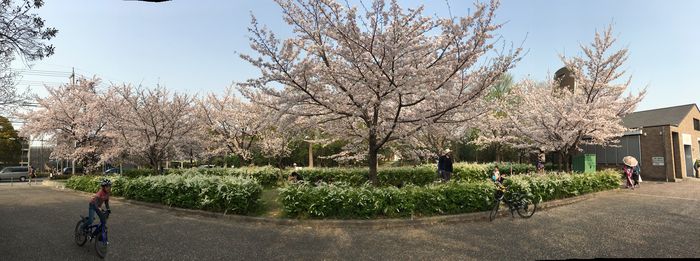 平和公園の桜（4月7日）_d0021786_11152440.jpg