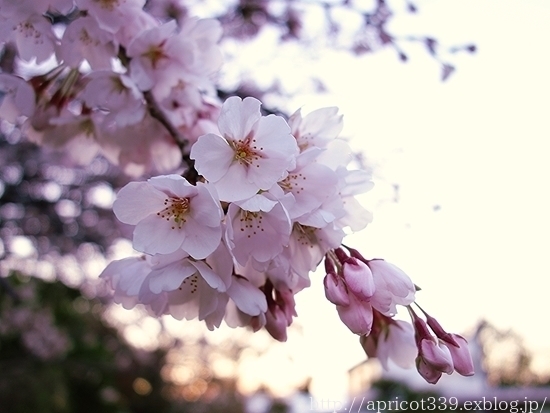 満開の桜と、おばあちゃんとの思い出_c0293787_14352060.jpg