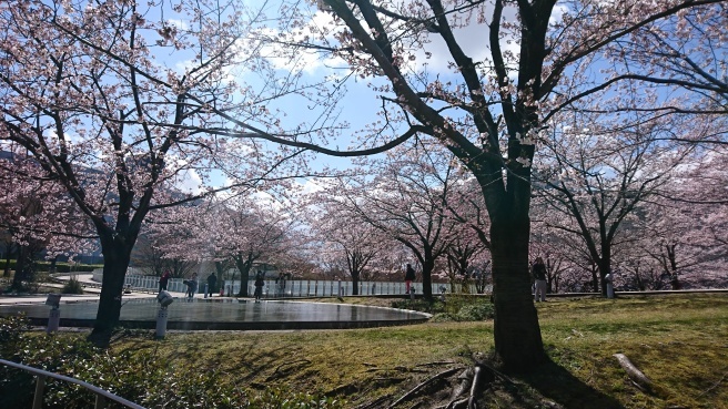 さくら_e0046190_13053825.jpg