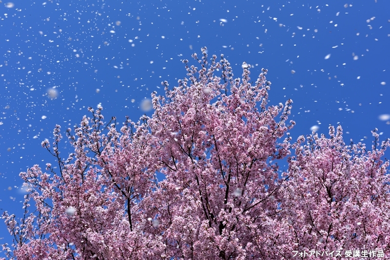 ーー散りゆく、桜吹雪！は、今の私の人生のようです。ーーハハハーー。_d0060693_16331736.jpg