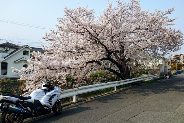桜が満開です_e0167593_22491842.jpg