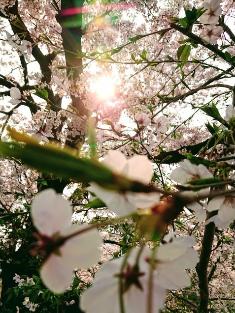 桜が満開です_e0167593_22502422.jpg