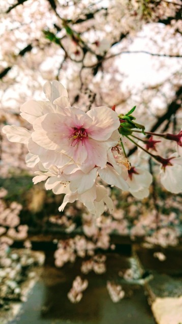桜が満開です_e0167593_22505372.jpg