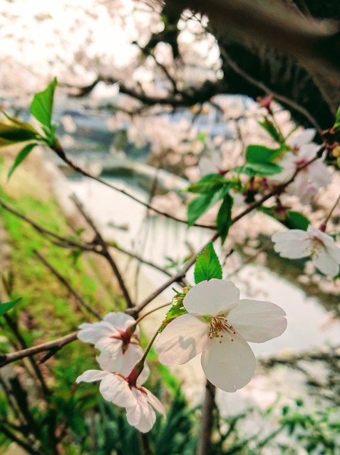 桜が満開です_e0167593_22512122.jpg