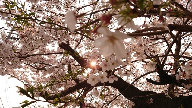 桜が満開です_e0167593_22514499.jpg