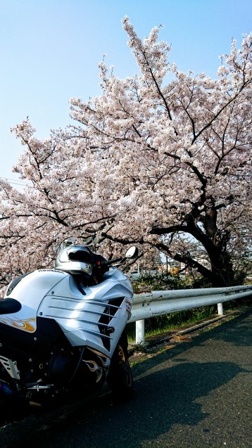 桜が満開です_e0167593_22521211.jpg