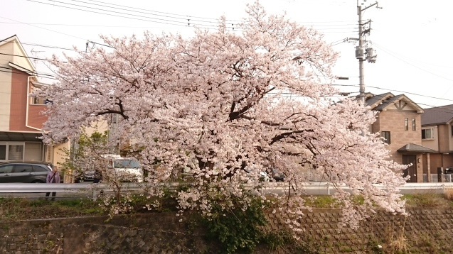 桜が満開です_e0167593_22524694.jpg