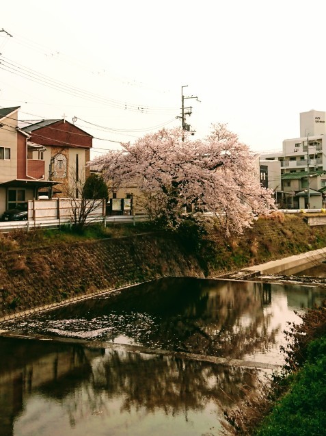 桜が満開です_e0167593_22531748.jpg