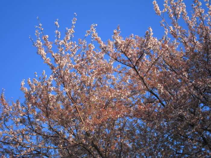 八千代のPo川？？の桜は・・・・・_d0040395_19325275.jpg