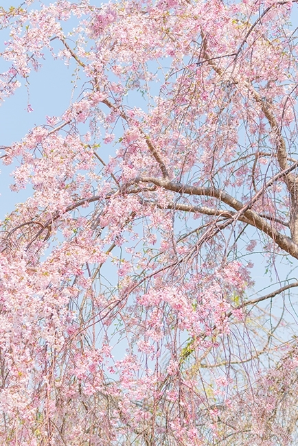 二宮・吾妻山公園の桜満開　幸せいっぱいの吾妻山_b0145398_22582616.jpg