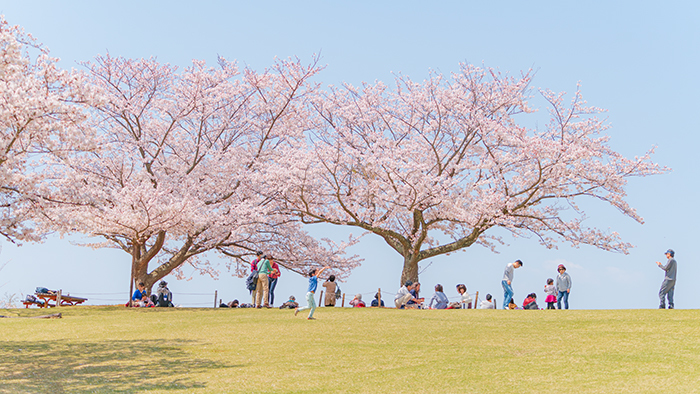 二宮・吾妻山公園の桜満開　幸せいっぱいの吾妻山_b0145398_23010328.jpg