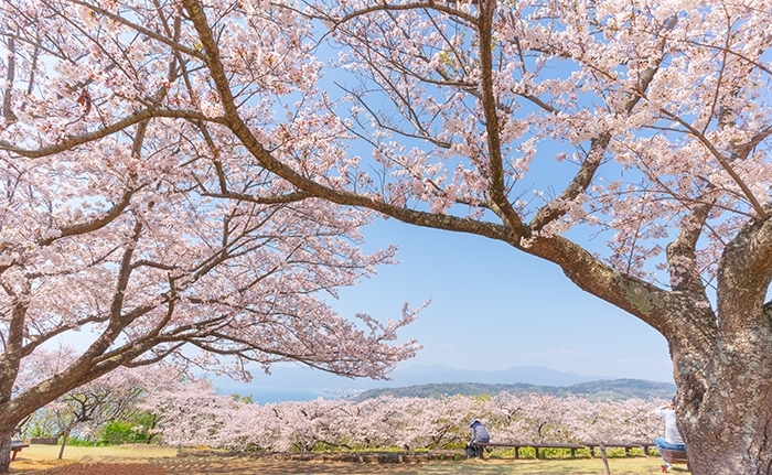 二宮・吾妻山公園の桜満開　幸せいっぱいの吾妻山_b0145398_23012515.jpg