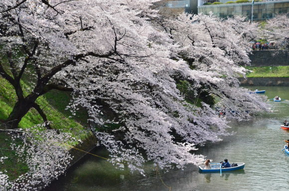 元号は令和と決まり桜花_a0288500_19383613.jpg