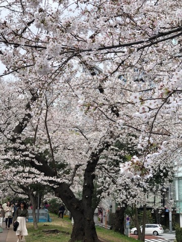 満開の桜_a0335202_13352633.jpg