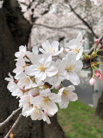 満開の桜_a0335202_13360115.jpg