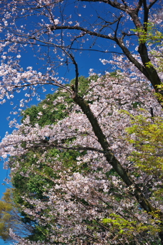a0263109_19533768.jpg