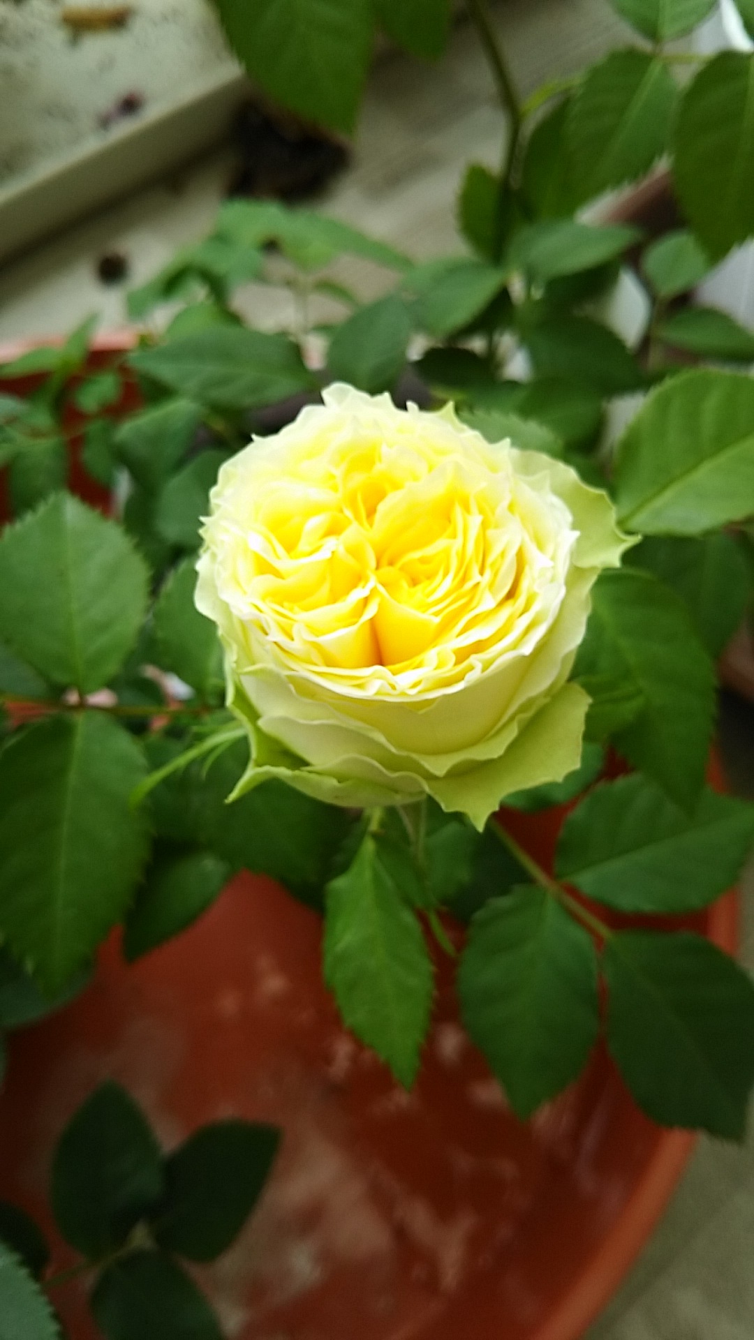 ミニバラの育て方 箱庭の小さな薔薇の記録