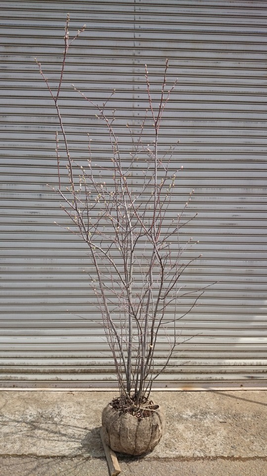 e0202111_20152585.jpg
