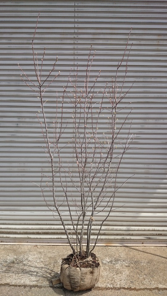 e0202111_20163514.jpg