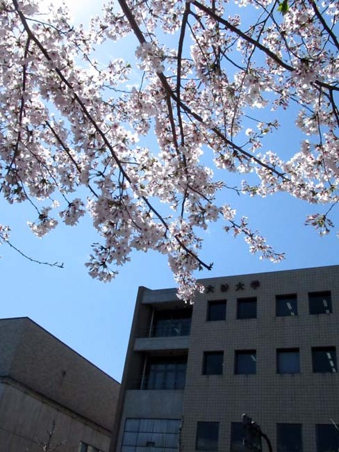 街中で満開　大谷大学あたり_e0048413_22173447.jpg