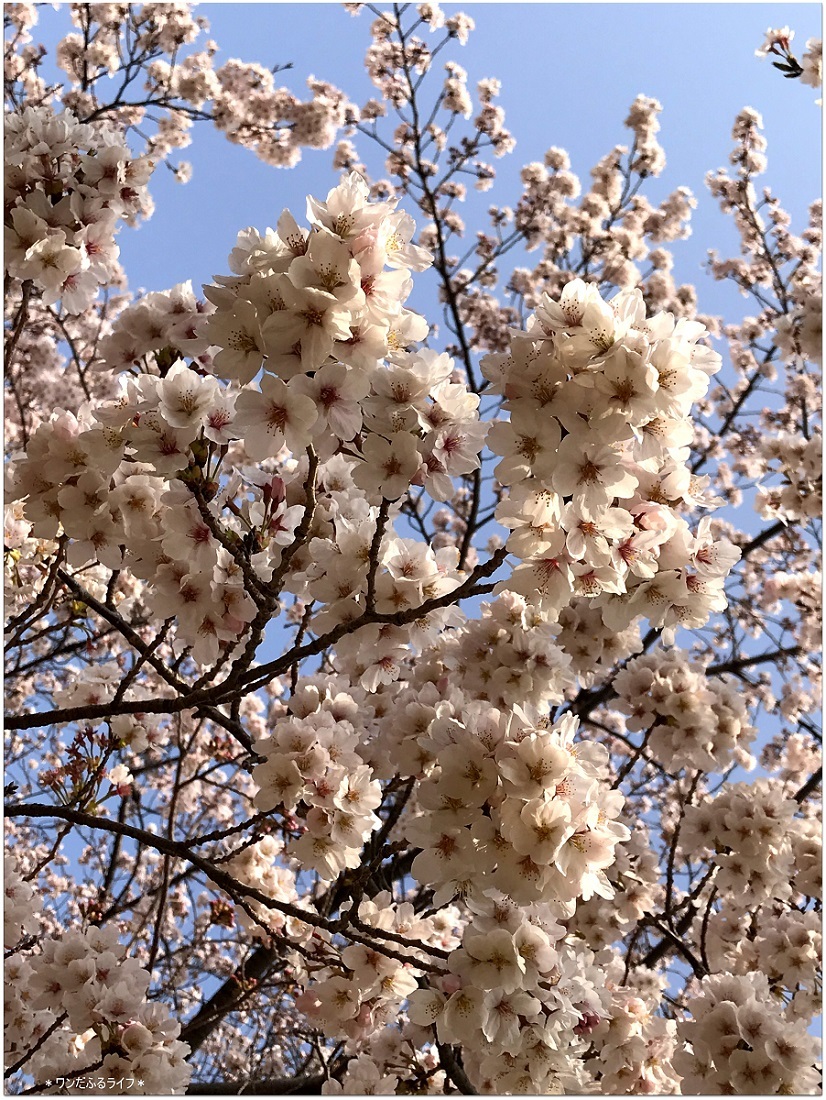 * フィナーレを彩る桜 *_d0317115_20482126.jpg