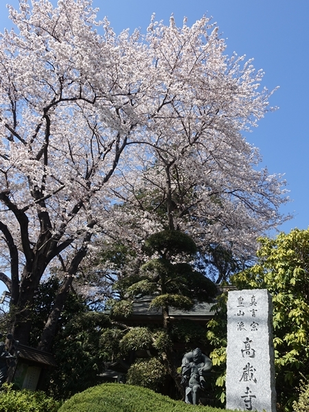 名残の桜　２_b0119525_14390878.jpg