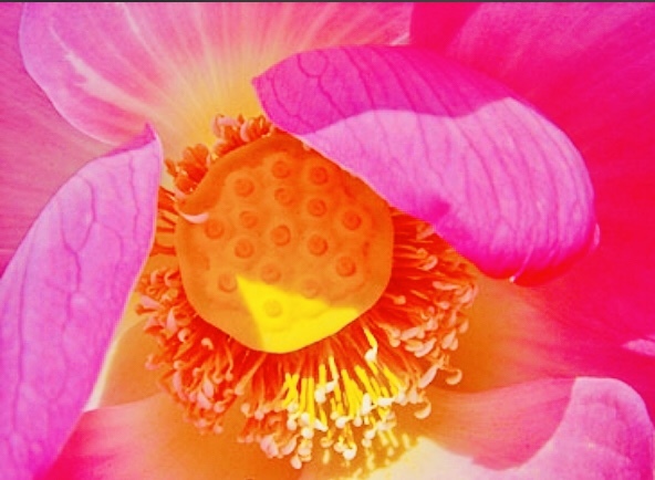#Lotus _a0168628_11350822.jpeg