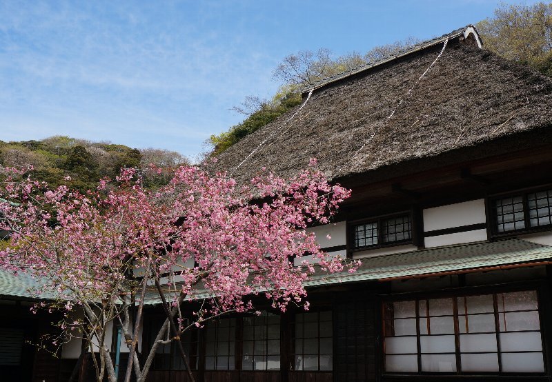 海蔵寺の花海棠_e0021129_15204087.jpg