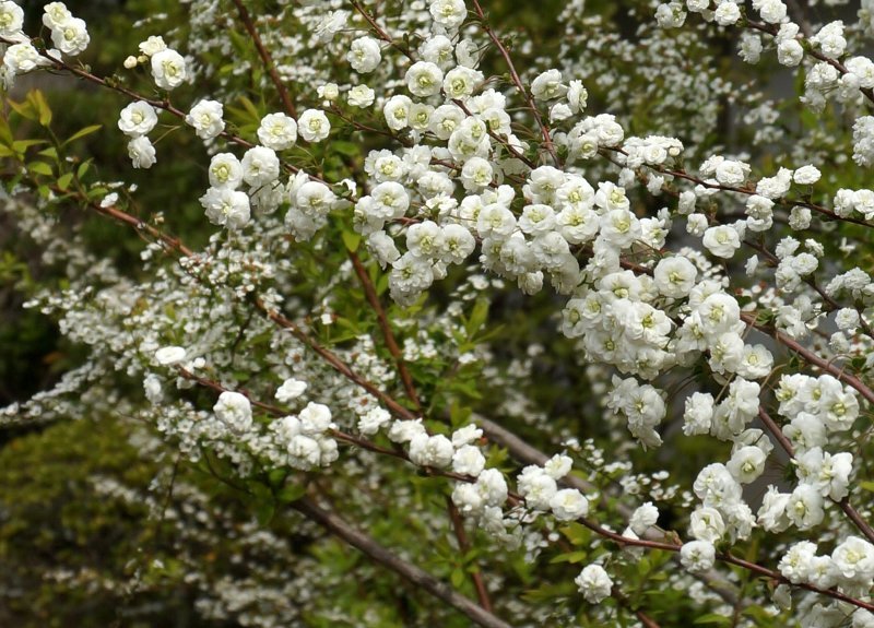 海蔵寺の花海棠_e0021129_15302648.jpg