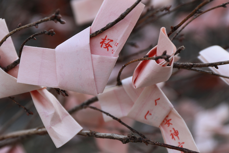 桜の京都2019 －平安神宮 桜の神苑早朝特別参拝（前編）－_b0169330_21561121.jpg