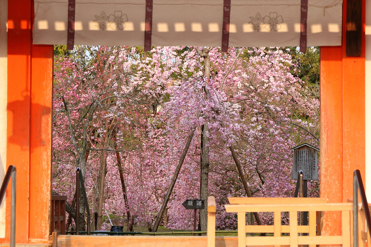 桜の京都2019 －平安神宮 桜の神苑早朝特別参拝（前編）－_b0169330_2292761.jpg