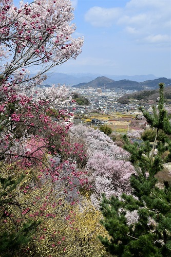 花見山 福島県福島市 あちゃこちゃばやばや 2 花見山 福島県福島市 あちゃこちゃばやばや 2