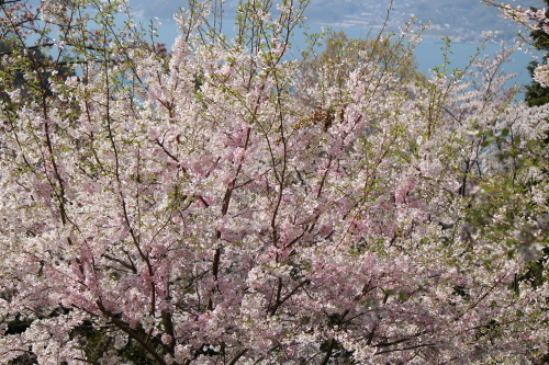 a0345833_22232993.jpg
