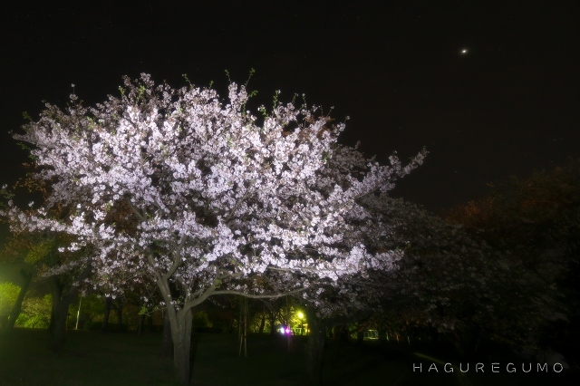 夜桜と　ふくろうの声　風に乗る_b0349835_04312381.jpg