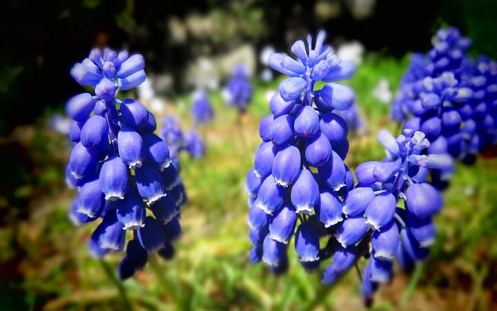 2019年4月16日　ムスカリの可愛い花々　!(^^)!_b0341140_6481649.jpg