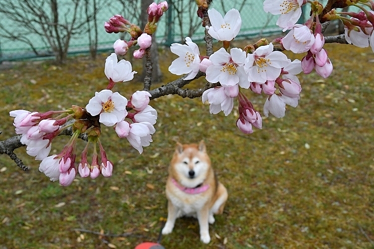 桜の木の下で・・・_b0314043_07343313.jpg