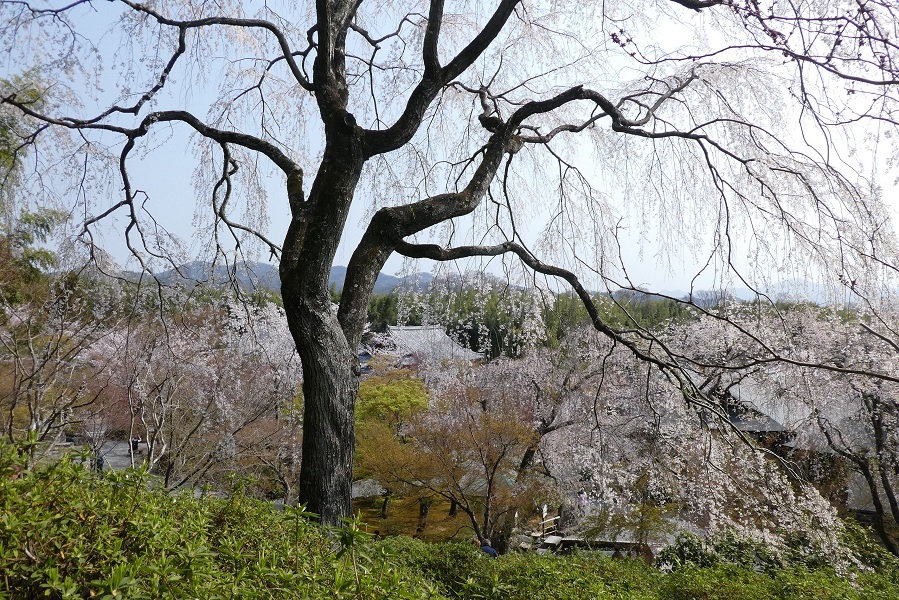 京都でお花見　③　天龍寺／嵐電桜のトンネル_d0288144_12404174.jpg