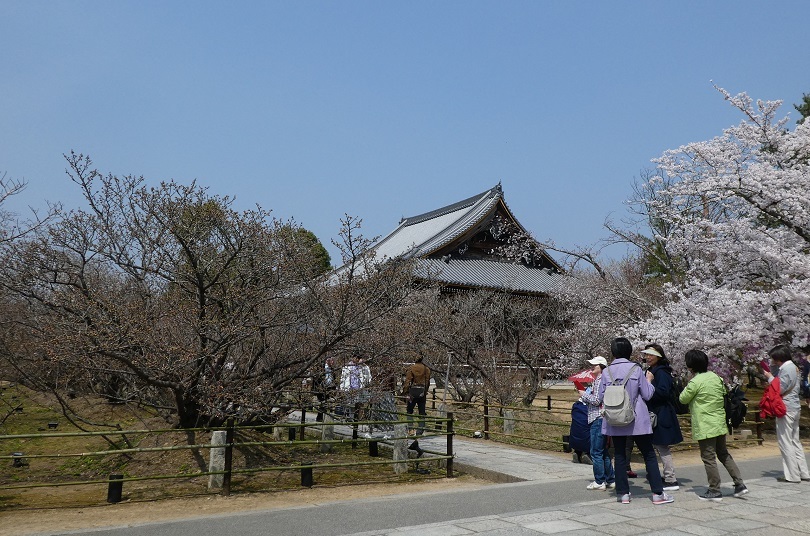 京都でお花見　➃　仁和寺・御室桜／竜安寺・襖絵_d0288144_22152088.jpg