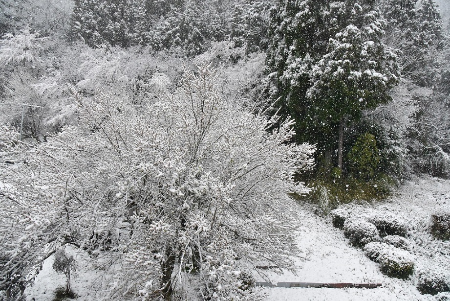 桜が満開です・・・・が。_a0055650_07571257.jpg