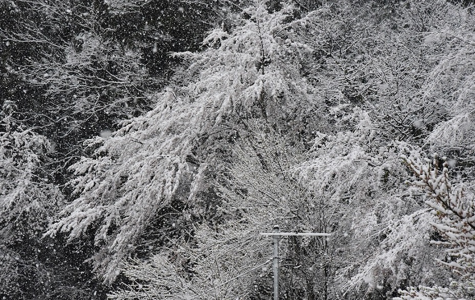 桜が満開です・・・・が。_a0055650_08002338.jpg