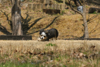 c0145250_08185032.gif