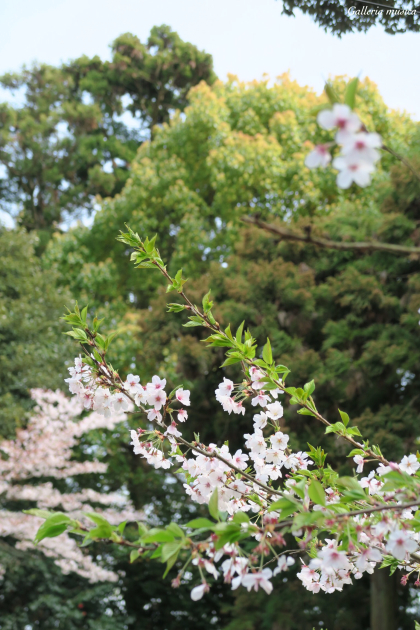 最後の花見と令和体験を振り返る、の巻。_f0351853_02334614.jpeg