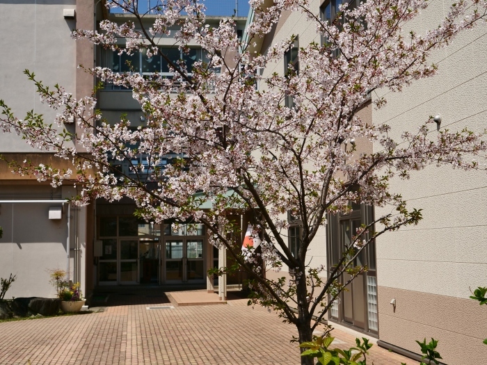 　　新一年生の入学式　　２０１９-０４-１１　００：００ 　　_b0093754_22570941.jpg