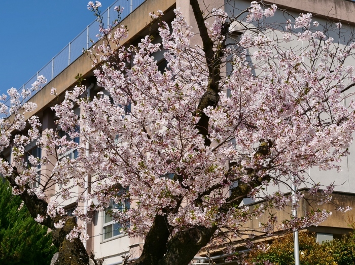　　新一年生の入学式　　２０１９-０４-１１　００：００ 　　_b0093754_22573389.jpg