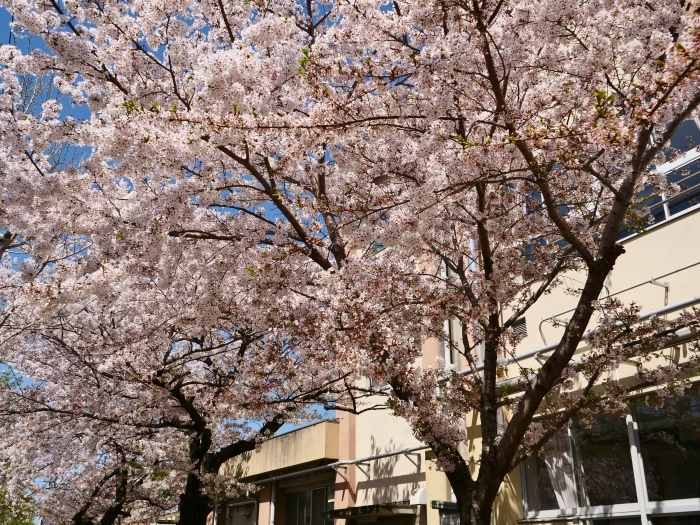 　　新一年生の入学式　　２０１９-０４-１１　００：００ 　　_b0093754_22575851.jpg