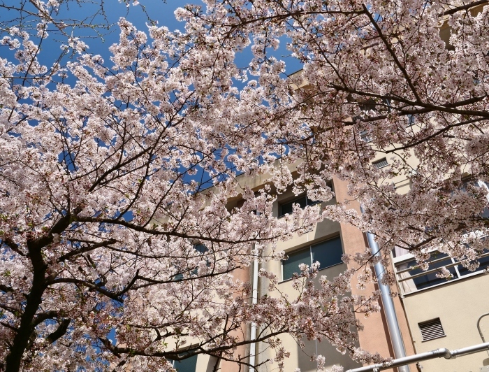 　　新一年生の入学式　　２０１９-０４-１１　００：００ 　　_b0093754_22580953.jpg
