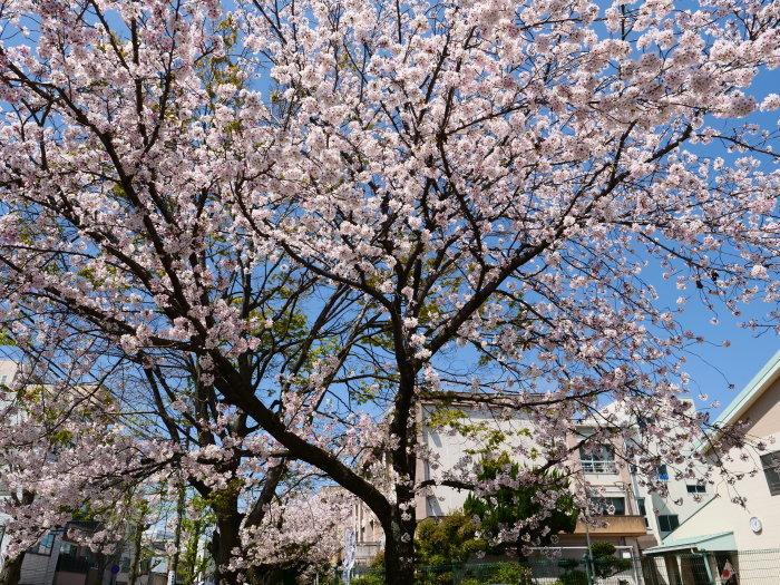 　　新一年生の入学式　　２０１９-０４-１１　００：００ 　　_b0093754_22583783.jpg