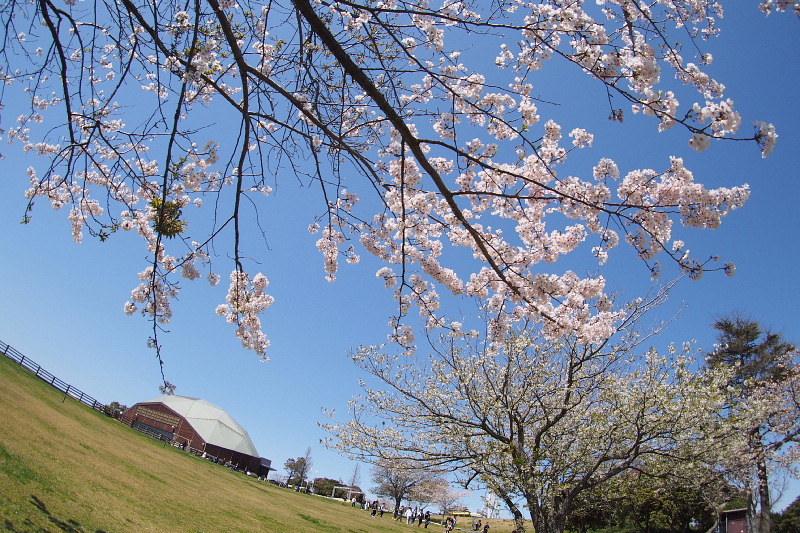 【SNAP】桜と菜の花と ＠マザー牧場　_b0008655_19183336.jpg