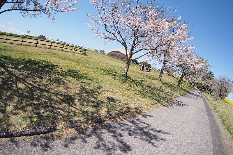 【SNAP】桜と菜の花と ＠マザー牧場　_b0008655_19190390.jpg